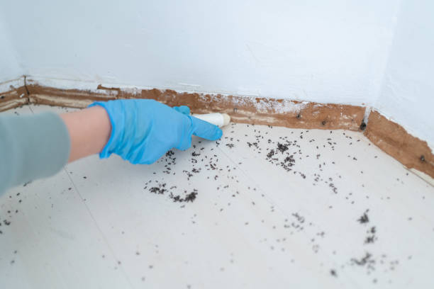 Trusted Cameron Park, TX Pest Control Experts